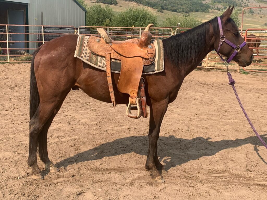 Wolf Moon Ranch LLC Performance Paint and Quarter Horse Sales 2019