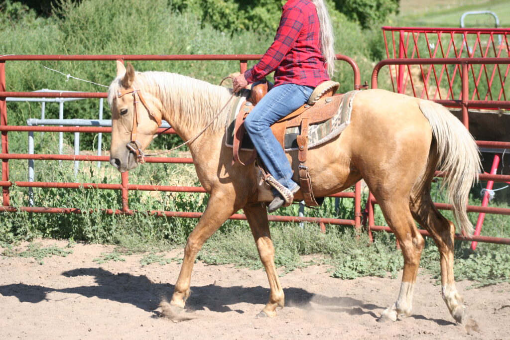 Wolf Moon Ranch LLC Performance Paint and Quarter Horse Sales Dualin
