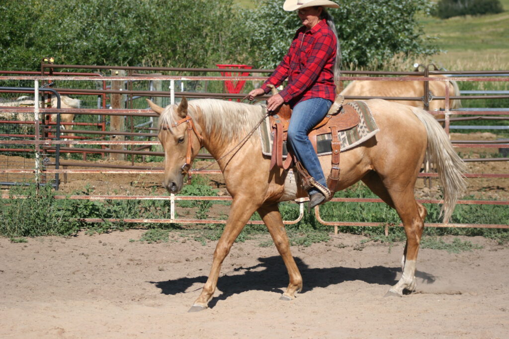Wolf Moon Ranch LLC Performance Paint and Quarter Horse Sales Dualin