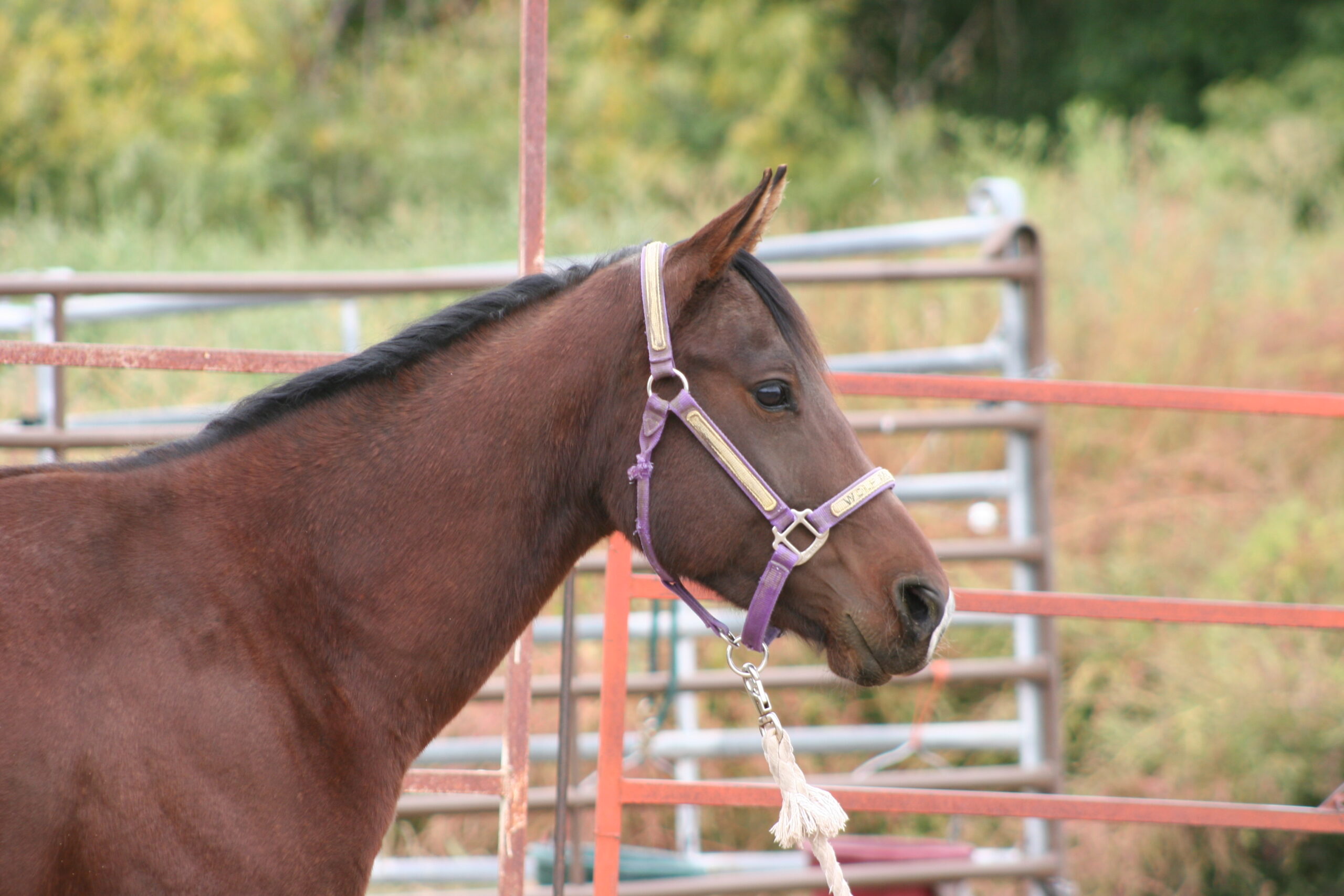 Wolf Moon Ranch LLC Performance Paint and Quarter Horse Sales Jacks