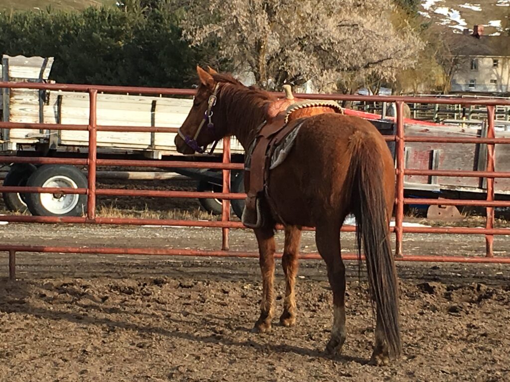 Wolf Moon Ranch LLC Performance Paint and Quarter Horse Sales 2014