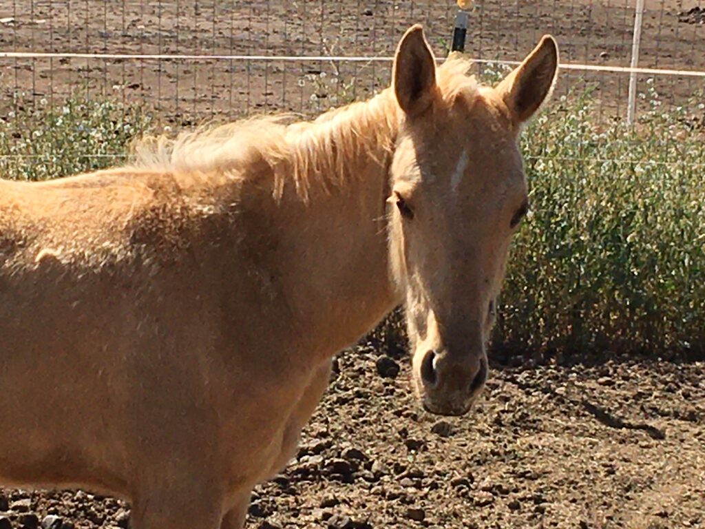 Wolf Moon Ranch LLC Performance Paint and Quarter Horse Sales Serrano